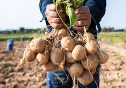 В Харабалинском районе продолжается уборка овощей и картофеля