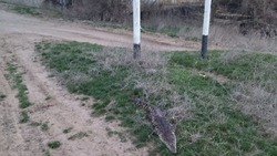 Ранее найденный крокодил на севере Астраханской области не выжил