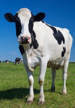 Животноводы Харабалинского района достойно выдержали испытание зимовкой