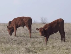 Харабалинские животноводы подготовились к зиме