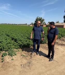 В Харабалинском районе стартовала уборка раннего картофеля