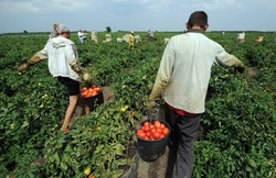 В Харабалинском районе идет активная уборка урожая