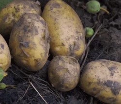 Фермеры Харабалинского района продолжают уборку картофеля