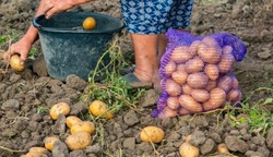 В Харабалинском районе начался сбор раннего урожая 