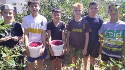 Урожай в саду харабалинского центра «Вера» продолжает радовать юных фермеров 