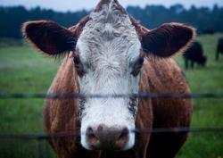 В Харабалинском районе участились случаи выпаса КРС в пределах железной дороги