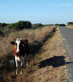На территории Харабалинского района был замечен безнадзорный скот