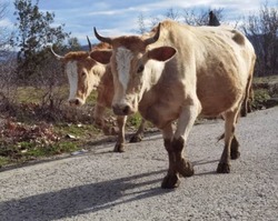 За безнадзорный выпас животных харабалинцы получили крупные штрафы