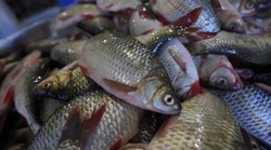 Астраханские рыбаки добыли 4,8 тысяч тонн рыбы с начала осенней путины