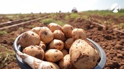 Астраханский картофель экспортируется на зарубежные рынки