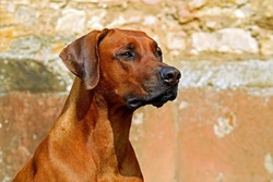 В Харабалинском районе выявлено хищение денежных средств на отлове собак