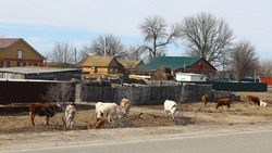 В Астраханской области муниципалитеты обязали регулировать выгул скота